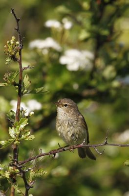 Chiffchaff photographed at Bordeaux [BOR] on 25/5/2012. Photo: &copy; Paul Bretel