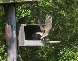 Kestrel photographed at Rue des Bergers [BER] on 27/5/2012. Photo: &copy; Royston Carré