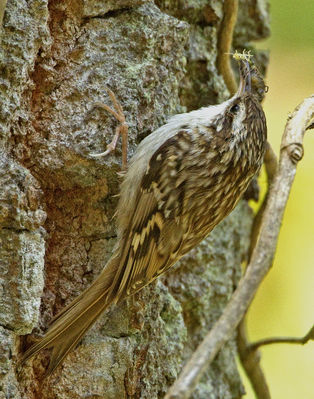 Short-toed Treecreeper photographed at Moulin Huet [MOU] on 28/5/2012. Photo: &copy; Mike Cunningham