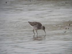 Wood Sandpiper photographed at Claire Mare [CLA] on 5/6/2012. Photo: &copy; Mark Guppy
