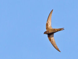 Swift photographed at St Peter Port [SPP] on 22/7/2012. Photo: &copy; Anthony Loaring