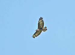 Buzzard photographed at Rue de Mont Varouf, SSV on 9/8/2012. Photo: &copy; Royston Carré