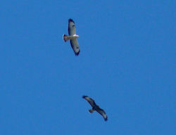 Buzzard photographed at Les Effards, STS [EFF] on 18/8/2012. Photo: &copy; Mark Lawlor