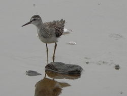 Wood Sandpiper photographed at Claire Mare [CLA] on 19/8/2012. Photo: &copy; Tony Bisson