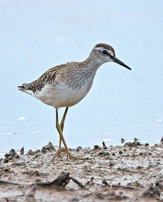 Wood Sandpiper photographed at Claire Mare [CLA] on 20/8/2012. Photo: &copy; Mike Cunningham