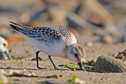 Sanderling photographed at Pequeries Bay [PEQ] on 28/8/2012. Photo: &copy; Rod Ferbrache