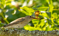 Spotted Flycatcher photographed at Les Sages, TOR on 31/8/2012. Photo: &copy; Anthony Loaring