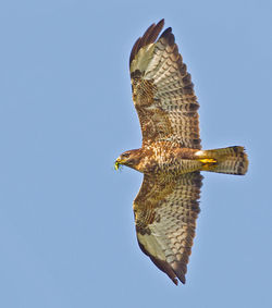 Buzzard photographed at select location on 1/9/2012. Photo: &copy; Anthony Loaring