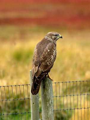 Buzzard photographed at Colin Best NR [CNR] on 3/9/2012. Photo: &copy; Mike Cunningham