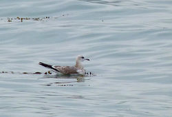 Common Gull photographed at Vazon [VAZ] on 4/9/2012. Photo: &copy; Mark Lawlor