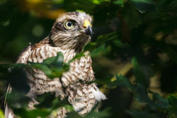 Sparrowhawk photographed at Reservoir [RES] on 22/7/2012. Photo: &copy; steve levrier