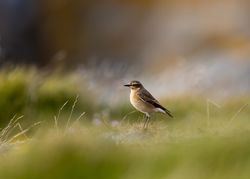 Wheatear photographed at Fort Doyle [DOY] on 16/9/2012. Photo: &copy; Allan Phillips