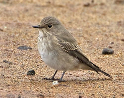 Spotted Flycatcher photographed at Claire Mare [CLA] on 24/9/2012. Photo: &copy; Mike Cunningham