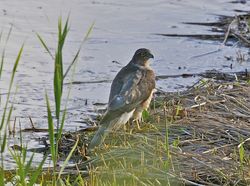 Sparrowhawk photographed at Claire Mare [CLA] on 25/9/2012. Photo: &copy; Royston Carré