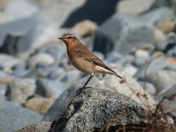 Wheatear photographed at Pulias [PUL] on 28/9/2012. Photo: &copy; Tracey Henry