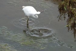 Little Egret photographed at Vale Pond [VAL] on 26/9/2012. Photo: &copy; Tracey Henry