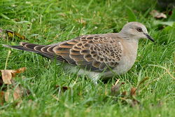 Turtle Dove photographed at Mont Marche on 11/10/2012. Photo: &copy; Adrian Gidney