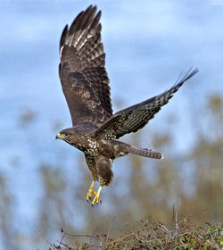 Buzzard photographed at Pleinmont [PLE] on 13/10/2012. Photo: &copy; Mike Cunningham