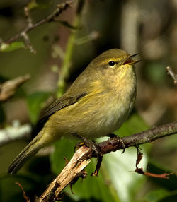 Chiffchaff photographed at Vaux de Monel [MON] on 13/10/2012. Photo: &copy; Mike Cunningham
