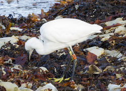 Little Egret photographed at Fort Le Crocq [FLC] on 12/10/2012. Photo: &copy; Anthony Loaring