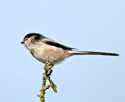 Long-tailed Tit photographed at Vaux de Monel [MON] on 15/10/2012. Photo: &copy; Mike Cunningham