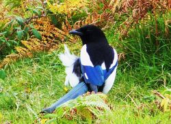 Magpie photographed at L'Ancresse [LAN] on 18/10/2012. Photo: &copy; Tracey Henry