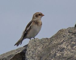 Snow Bunting photographed at Fort Doyle [DOY] on 20/10/2012. Photo: &copy; Royston Carré