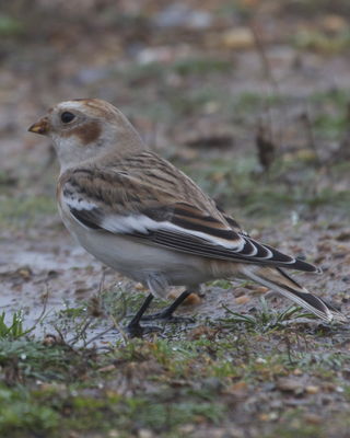 Snow Bunting photographed at Fort Le Marchant [MAR] on 22/10/2012. Photo: &copy; Cindy  Carre