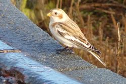 Snow Bunting photographed at Fort Le Marchant [MAR] on 23/10/2012. Photo: &copy; Kevin Childs