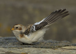 Snow Bunting photographed at Fort Le Marchant [MAR] on 27/10/2012. Photo: &copy; Mike Cunningham