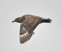 Great Skua photographed at Pelagic [PEL] on 16/9/2012. Photo: &copy; Karen Jehan