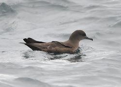 Sooty Shearwater photographed at Pelagic [PEL] on 16/9/2012. Photo: &copy; Karen Jehan