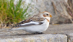Snow Bunting photographed at Fort Le Marchant [MAR] on 27/10/2012. Photo: &copy; Anthony Loaring