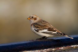 Snow Bunting photographed at Fort Le Marchant [MAR] on 28/10/2012. Photo: &copy; Chris Bale