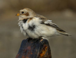 Snow Bunting photographed at Fort Le Marchant [MAR] on 27/10/2012. Photo: &copy; Mike Cunningham
