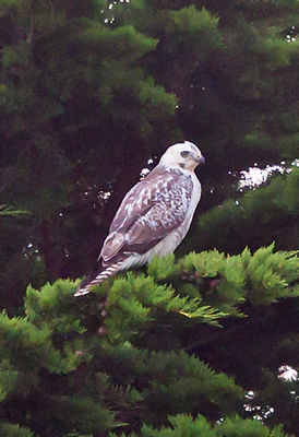 Buzzard photographed at Rue des Hougues, STA on 29/10/2012. Photo: &copy; Anthony Loaring