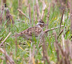 Woodlark photographed at Rue des Hougues, STA [H04] on 7/11/2012. Photo: &copy; Anthony Loaring