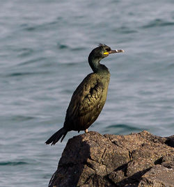 Shag photographed at Belle Greve Bay [BEL] on 9/11/2012. Photo: &copy; Anthony Loaring