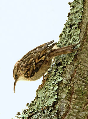 Short-toed Treecreeper photographed at Saumarez Park [SAU] on 14/11/2012. Photo: &copy; Mike Cunningham