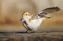 Snow Bunting photographed at Fort Le Marchant [MAR] on 27/10/2012. Photo: &copy; steve levrier