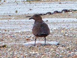 Great Skua photographed at Les Amarreurs [AMM] on 26/11/2012. Photo: &copy; Tracey Henry