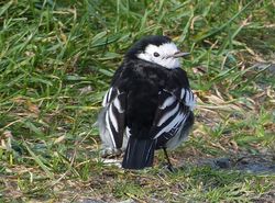 Pied Wagtail photographed at Les Amarreurs [AMM] on 7/12/2012. Photo: &copy; Tracey Henry