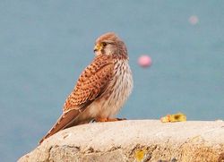Kestrel photographed at Les Amarreurs [AMM] on 11/12/2012. Photo: &copy; Tracey Henry