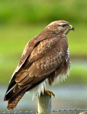 Buzzard photographed at Colin Best NR [CNR] on 21/12/2012. Photo: &copy; Mike Cunningham