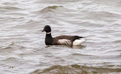 Brent Goose photographed at Perelle on 23/12/2012. Photo: &copy; Anthony Loaring