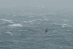 Great Skua photographed at Jaonneuse [JAO] on 27/12/2012. Photo: &copy; Dave Andrews