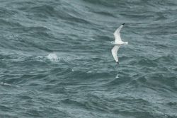 Kittiwake photographed at Chouet Hide [CHH] on 30/12/2012. Photo: &copy; Dave Andrews