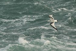 Kittiwake photographed at Chouet Hide [CHH] on 30/12/2012. Photo: &copy; Dave Andrews
