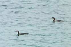 Black-throated Diver photographed at Salerie Corner [SAL] on 2/1/2013. Photo: &copy; Tracey Henry