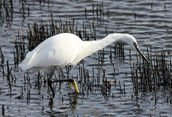 Little Egret photographed at Vale Pond on 27/12/2012. Photo: &copy; Nick Dean